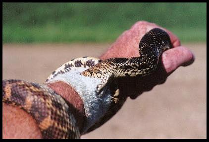 The Cricket Fiddle Instrument Co.- Mankato Minnesota